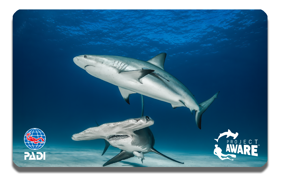 21年のawareオリジナルカードデザインです 岐阜 東京を拠点にダイビングを楽しむ チームエアー